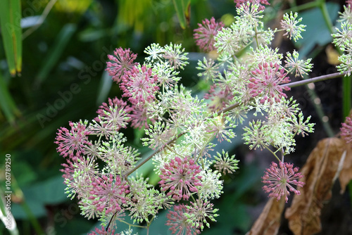 Seed head of the Aralia cordata, also known as Japanese spikenard, mountain asparagus or udo 'Sun King' bush.