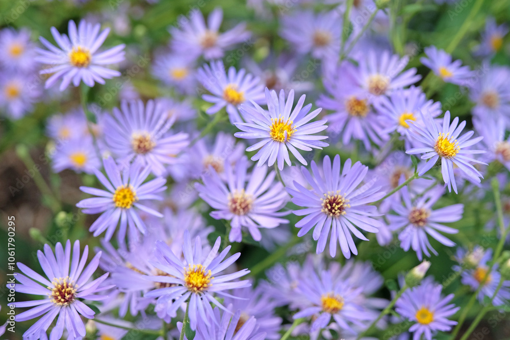 Lilac purple Aster or Michaelmas daisies ‘New Jersey Skies’ in flower. Lilac purple Aster or Michaelmas daisies ‘New Jersey Skies’ in flower.
