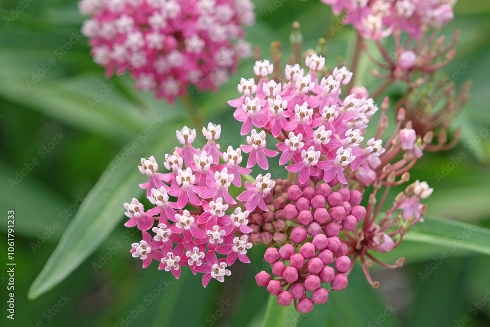 Pink Asclepias incarnata, the swamp milkweed, rose milkweed, rose milkflower, swamp silkweed, or white Indian hemp in flower. Pink Asclepias incarnata, the swamp milkweed, rose milkweed, rose milkflower, swamp silkweed, or white Indian hemp in flower.