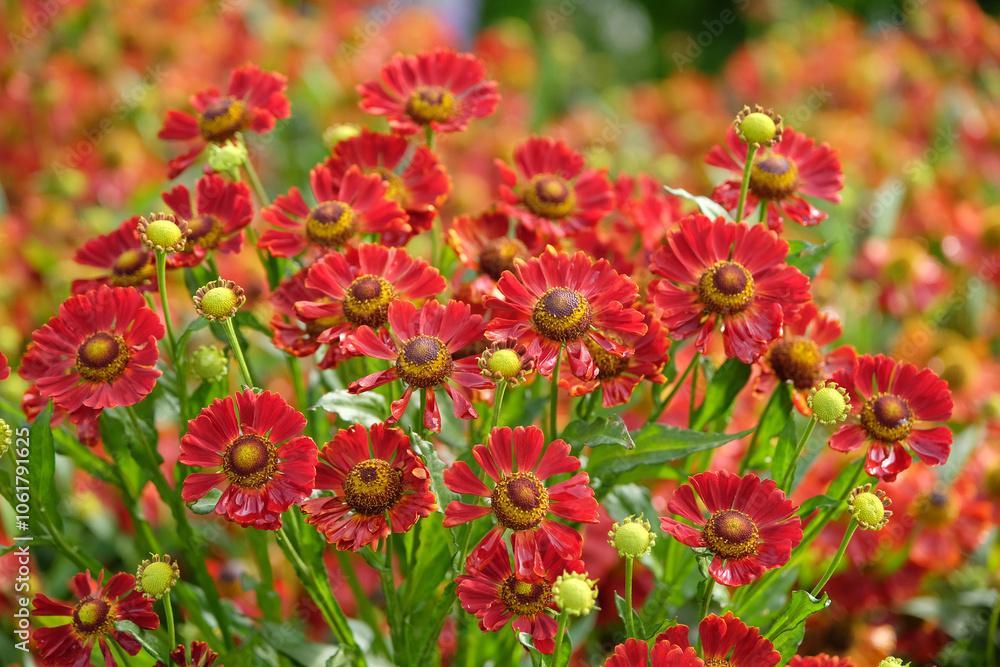 Bright red helenium sneezeweed ‘Rubinzwerg’ in flower. Bright red helenium sneezeweed ‘Rubinzwerg’ in flower.