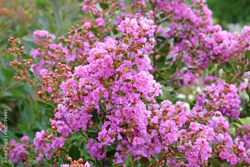 Lilac pink Lagerstroemia indica, crape myrtle, in flower.