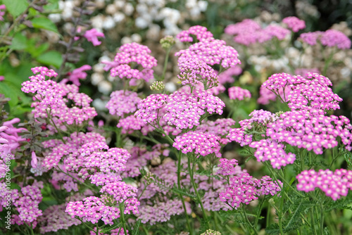 Achillea millefolium, Pink common yarrow ‘Cerise Queen’ in flower.