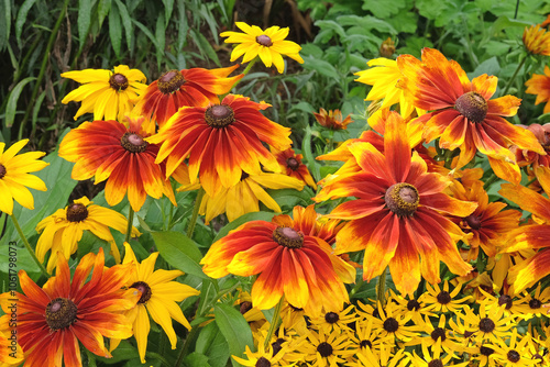 Red and orange Rudbeckia, black eyed Susan or gloriosa daisy, ‘chocolate orange’ and ‘autumn colours’ in flower