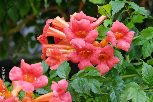 Red pink Campsis x tagliabueana, trumpet creeper or trumpet vine, ‘Madame Galen’ in flower. photo