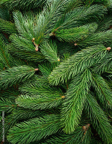 Fir tree branches nature forest pine Leaf, Creative background design, focus on the pile of fresh Fir tree branches nature forest pine