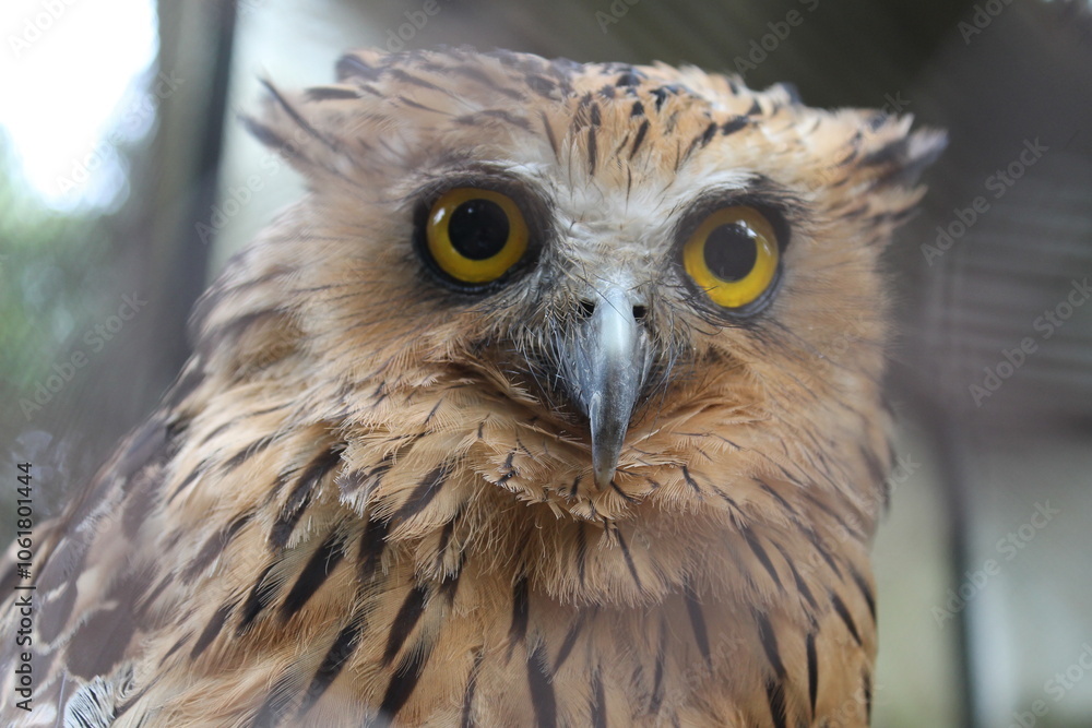 Obraz premium Close-up portrait of a Buffy Fish Owl with striking yellow eyes