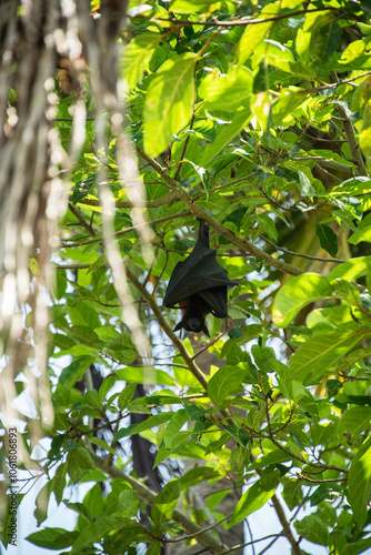 Flying fox hiding in the branches of a tree in the Maldives