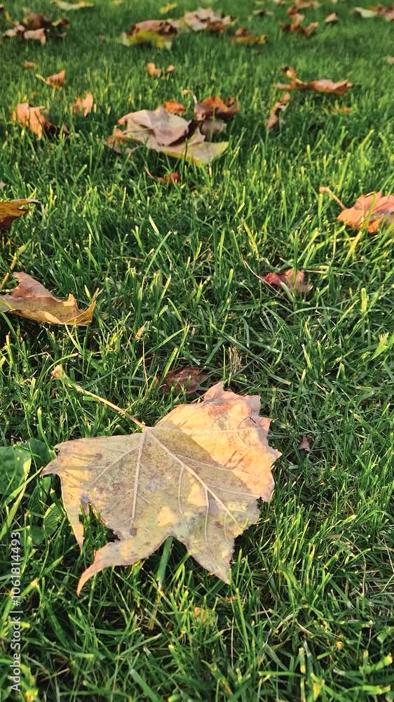 A grassy field with scattered fallen autumn leaves. Fall season atmosphere with sunlight slipping through the trees A grassy field with scattered fallen autumn leaves. Fall season atmosphere with sunlight slipping through the trees