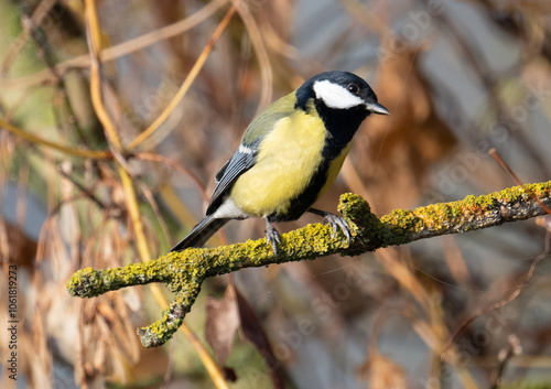 Great Tit On Branch Perches Peacefully