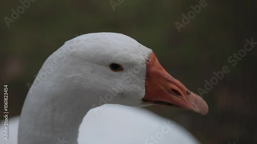 Geese swimming in a pond