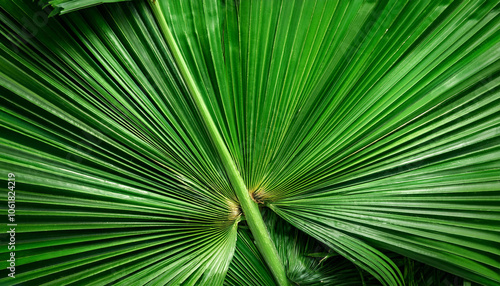 Palm Leaf, Creative background design, focus on the pile of fresh Palm Leaf