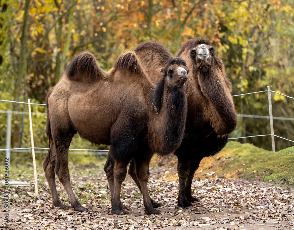 Bactrian Camels Stand Against Backdrop Of Trees In Autumn Bactrian Camels Stand Against Backdrop Of Trees In Autumn