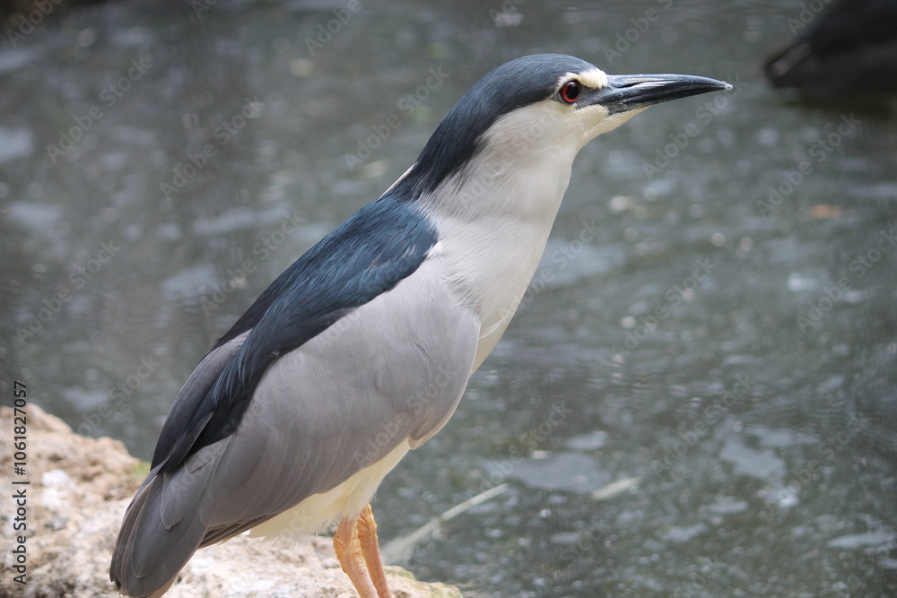 Black Crowned Night Heron Full Body Black Crowned Night Heron Full Body
