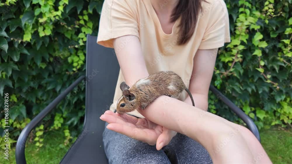 Degu squirrel with an owner playing Degu squirrel with an owner playing
