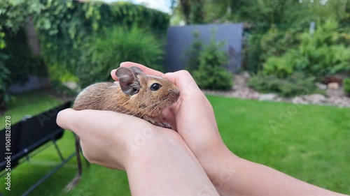 Degu squirrel with an owner playing