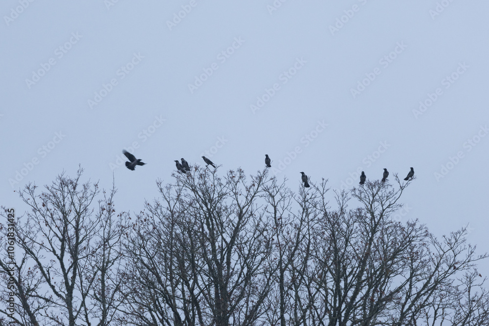 A flock of Hooded crows perched and flying on a gloomy and dark autumn day in rural Estonia, Northern Europe A flock of Hooded crows perched and flying on a gloomy and dark autumn day in rural Estonia, Northern Europe