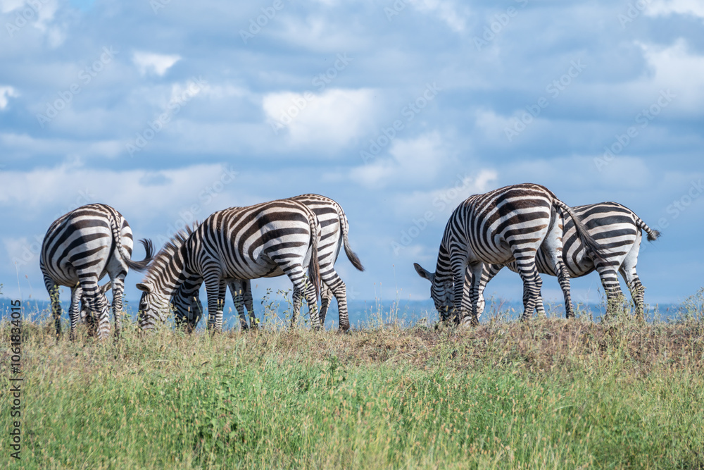 Obraz premium Zebras can be seen standing an in a field, Nairobi Park, Kenya