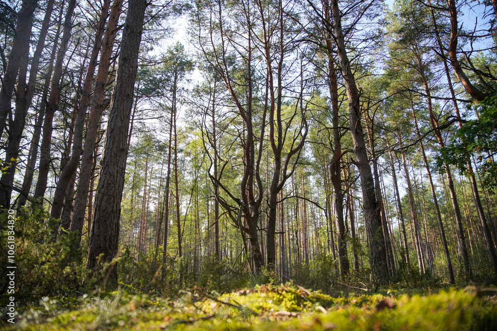 Naklejka premium Natural Parc in Poland