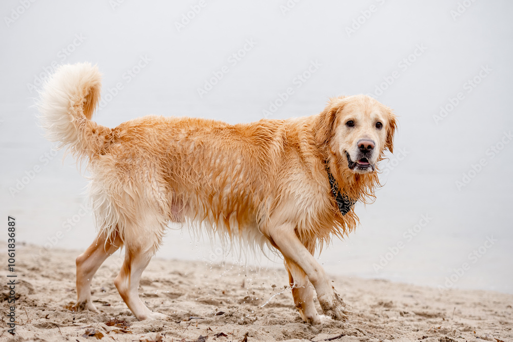 Golden Retriever With A Scarf Around Its Neck Stands In Water Near The Shore, A True Water-Loving Dog Golden Retriever With A Scarf Around Its Neck Stands In Water Near The Shore, A True Water-Loving Dog