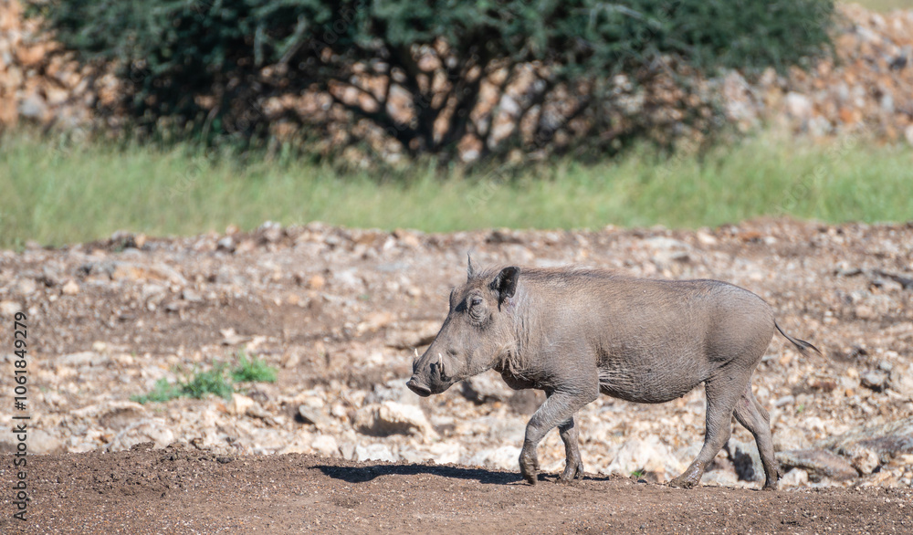 A wild warthog Phacochoerus africanus is walking through a dusty dirt field A wild warthog Phacochoerus africanus is walking through a dusty dirt field