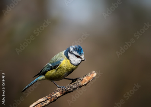 Foto bird
