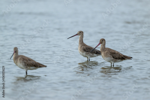 Black tailed godwit standing in the water.