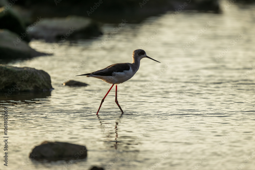 Obraz premium silhouette of Black-winged stilt on golden beach