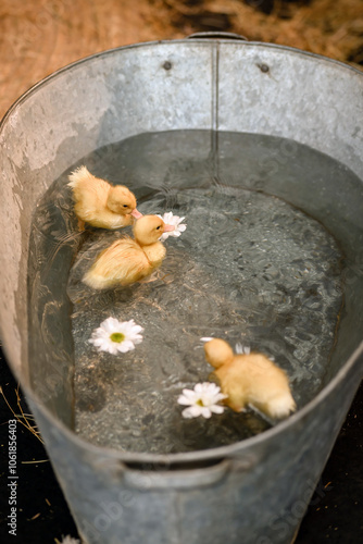 Top view of three fluffy yellow ducklings enjoying swim in galvanized metal tub with floating white daisies.