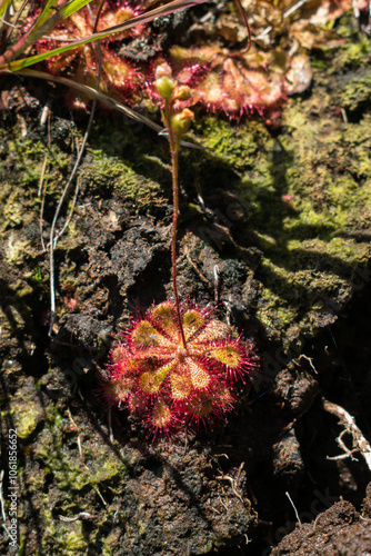 Dwarf sundew (Drosera brevifolia) native carnivorous plant in Sao Francisco de Paula, South of Brazil