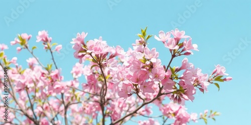 Beautiful spring nature scene featuring a pink blooming tree in full bloom against a clear blue sky, garden, flora