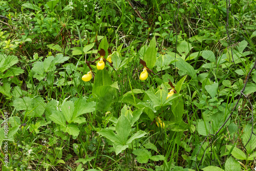 Flowering Lady's-slipper orchids in a lush environment in Oulanka National Park, Northern Finland