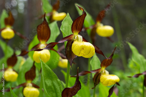 Wallpaper Mural Flowering Lady's-slipper orchids in a lush environment in Oulanka National Park, Northern Finland	 Torontodigital.ca