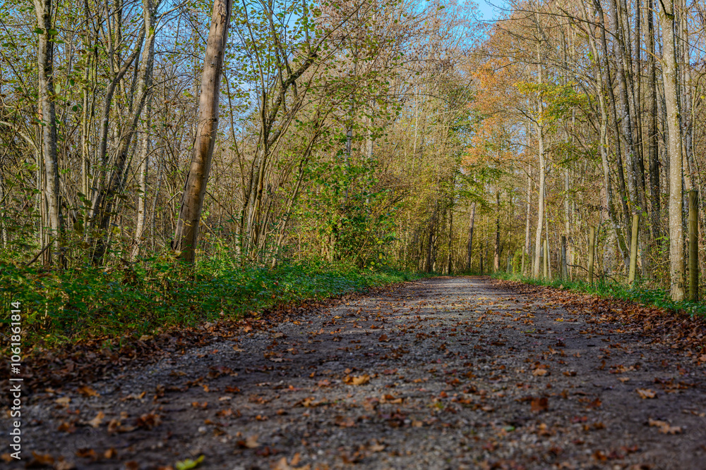 Herbst in den Isarauen