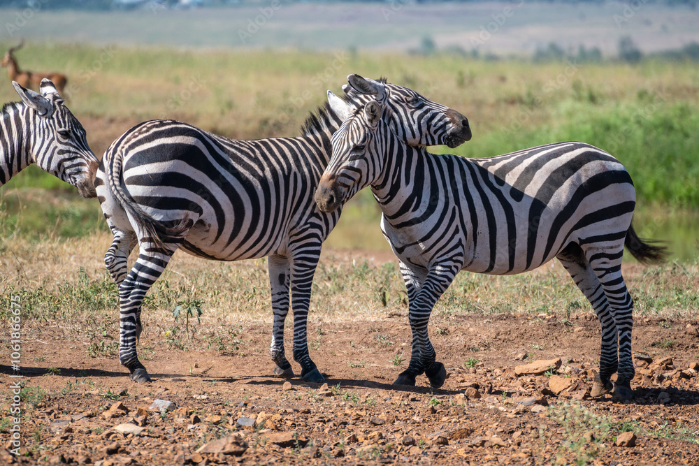 Zebras can be seen standing an in a field, Nairobi Park, Kenya Zebras can be seen standing an in a field, Nairobi Park, Kenya