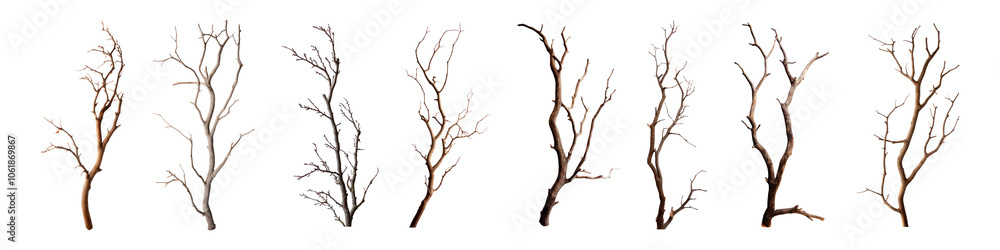 Dried branch png cut out element set Dried branch png cut out element set