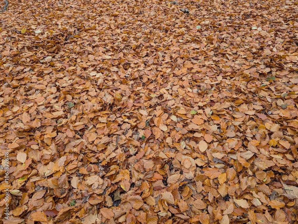 Fallen autumn leaves in a British woodland Fallen autumn leaves in a British woodland
