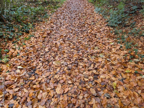 autumn, leaves, fall, leaf, nature, season, yellow, brown, park, maple, forest, texture, tree, orange, foliage, fallen, color, green, red, dry, pattern, abstract, grass, natural