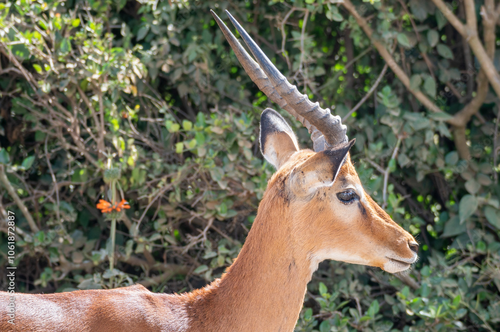 Obraz premium Thomson's gazelle, tommy antelope, Eudorcas thomsonii,Nairobi Park, Kenya