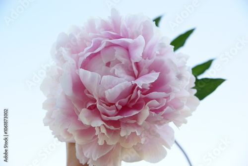 Quadro su tela Peony Sarah Bernard on a white background