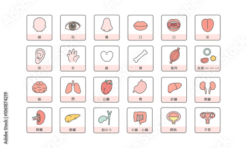 人体　脳　臓器　内臓　体のパーツ　イラストセット（説明あり）