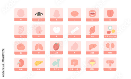 人体　脳　臓器　内臓　体のパーツ　イラストセット（説明あり）