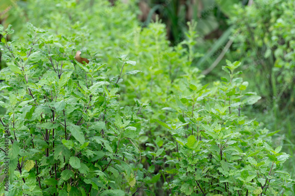 Green garden of Basil leaves trees. Popular for cooking in Thailand. Densely growing in a line. Green garden of Basil leaves trees. Popular for cooking in Thailand. Densely growing in a line.