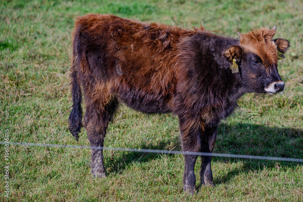 Ein Heckrind-Jungtier