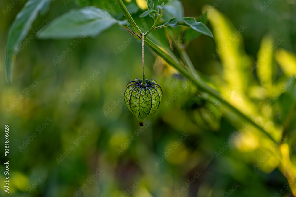 Ceplukan is the name of a type of small fruit that is covered with broad flower petals when ripe. This fruit is also known by various regional names such as cecenet, yr-ny (Physalis angulata L.).