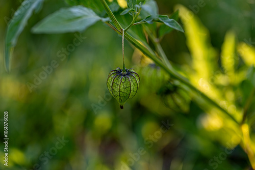 Obraz na płótnie Ceplukan is the name of a type of small fruit that is covered with broad flower petals when ripe. This fruit is also known by various regional names such as cecenet, yr-ny (Physalis angulata L.). w salonie