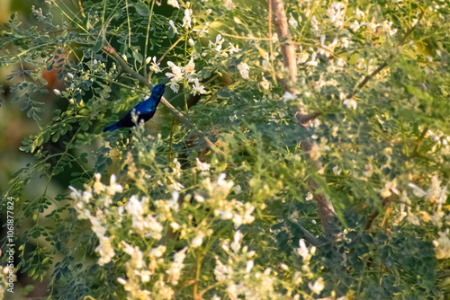 beautiful sun bird is playing on the branches of the big tree at sunrise