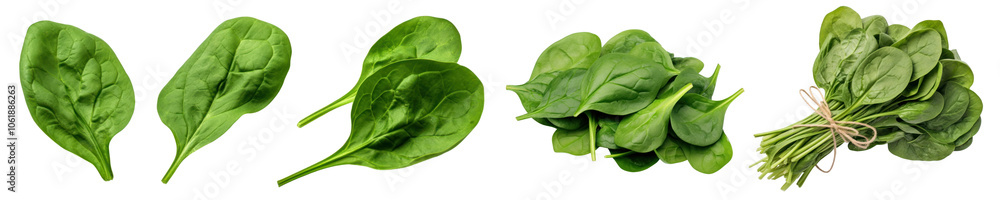 Spinach png cut out element set
