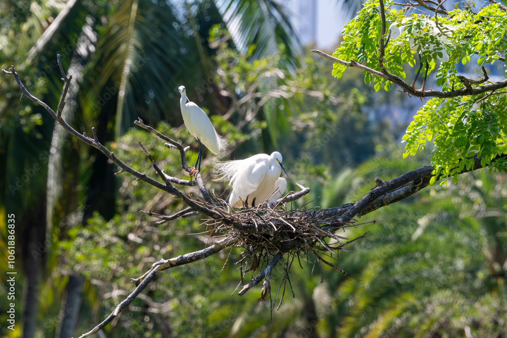 This captivating image captures the elegance and grace of a Little Egret (Egretta garzetta) in flight and during rest. With its pristine white plumage, slender black beak, and long black legs. This captivating image captures the elegance and grace of a Little Egret (Egretta garzetta) in flight and during rest. With its pristine white plumage, slender black beak, and long black legs.