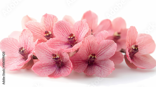 Oncidiums Orchids flowers  Isolated on white background. photo