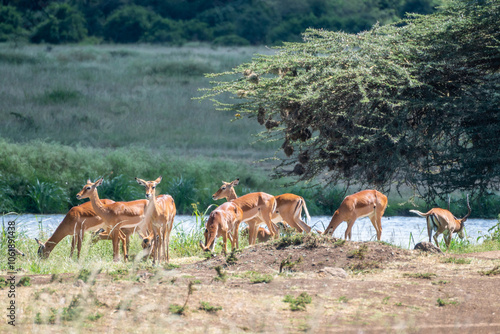 A herd of antelope standing in a lush grassy field, Nairobi National Park, Kenya